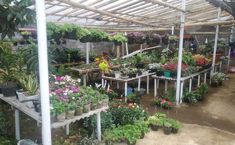 Mrs. Slamet's ornamental flowers exhibition