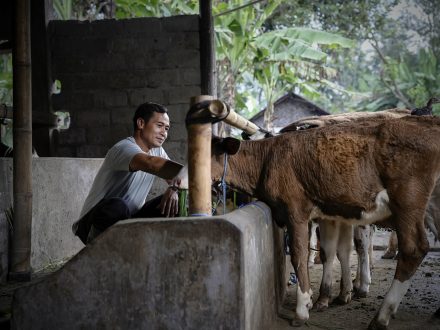 Geliat Peternak Sapi Perah Lokal Ditengah Larisnya Susu Impor dan Rencana China Bangun Pabrik Susu dan Peternakan Sapi di Indonesia