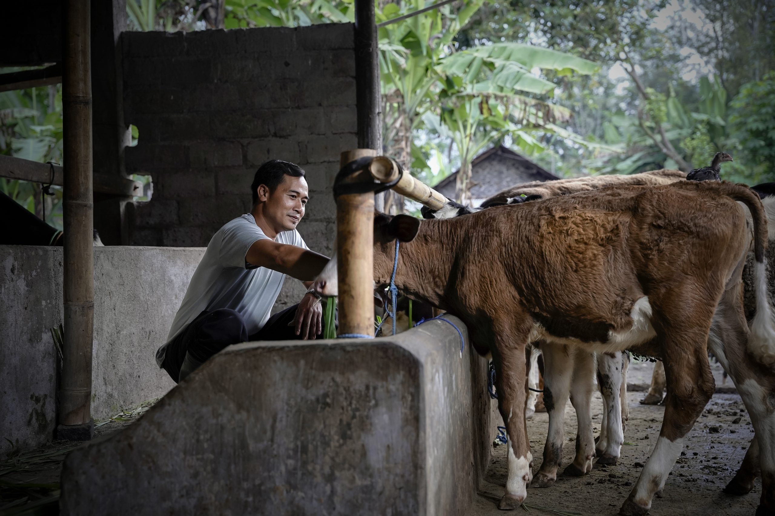 Geliat Peternak Sapi Perah Lokal Ditengah Larisnya Susu Impor dan Rencana China Bangun Pabrik Susu dan Peternakan Sapi di Indonesia