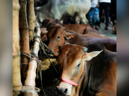 Rayakan Idul Adha dengan Menjaga Kelestarian Lingkungan