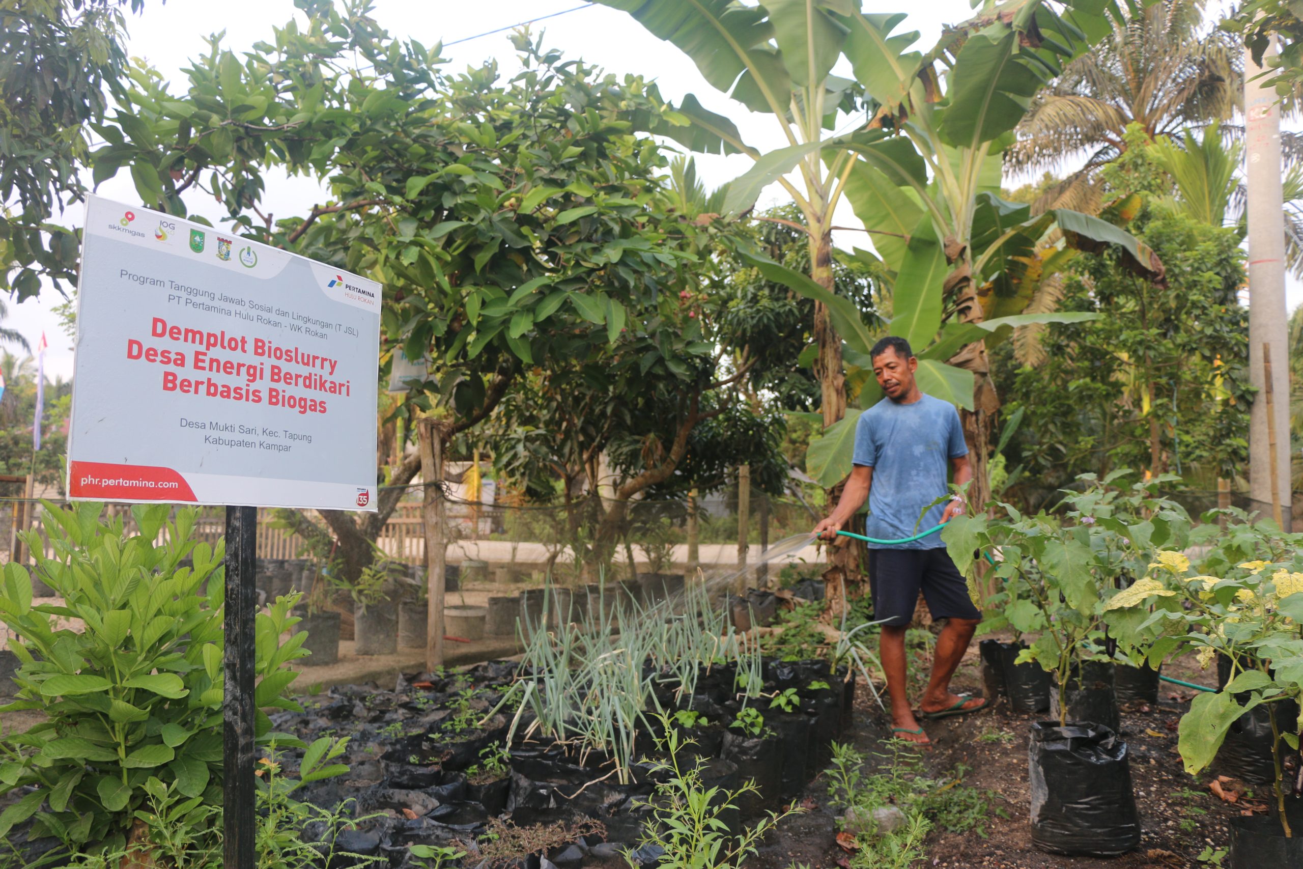 Sudarman, peternak sapi pengguna biogas di Riau